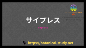 サイプレスの香りの性質辞典のアイキャッチ