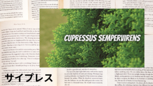 サイプレスの植物素材辞典のアイキャッチ
