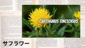 サフラワーの植物素材辞典のアイキャッチ