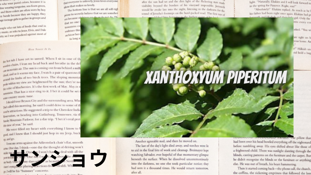 サンショウの植物素材辞典のアイキャッチ