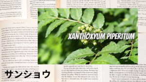 サンショウの植物素材辞典のアイキャッチ