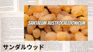 サンダルウッドの植物素材辞典のアイキャッチ