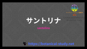 サントリナの香りの性質辞典のアイキャッチ