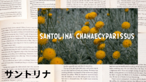 サントリナの植物素材辞典のアイキャッチ