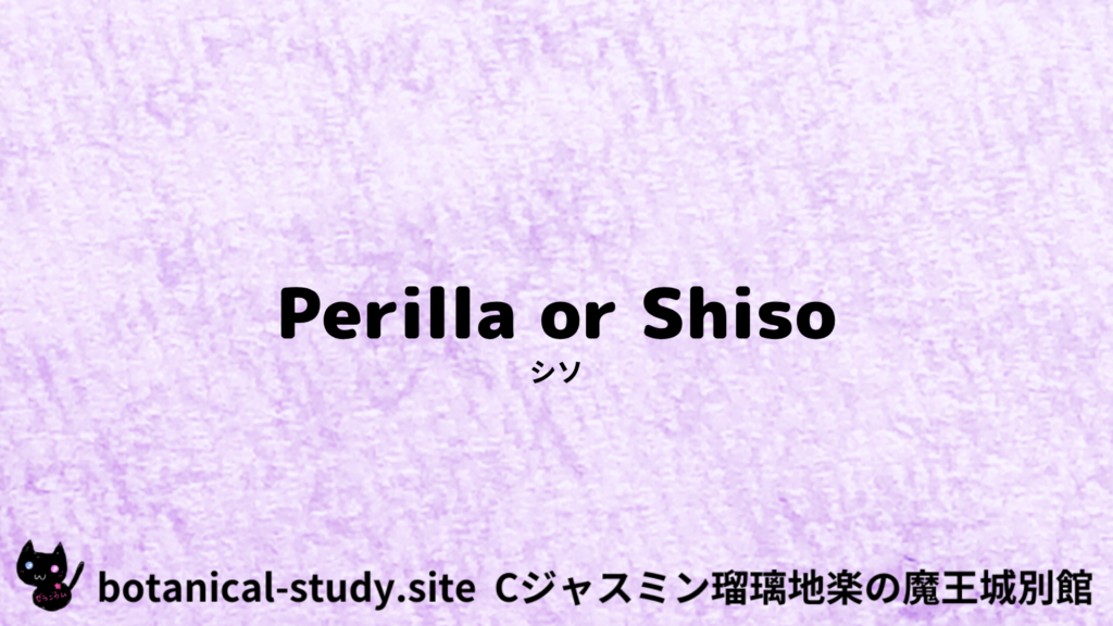 英語版シソのプチ辞典クイズのアイキャッチ