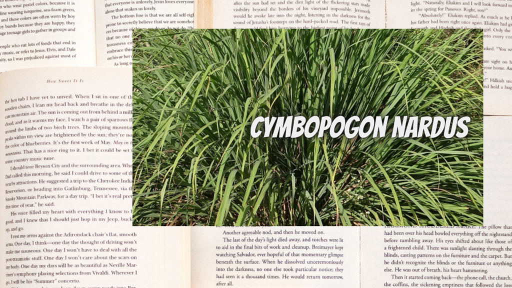 英語版シトロネラの植物素材辞典のアイキャッチ