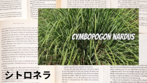 シトロネラの植物素材辞典のアイキャッチ