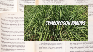 英語版シトロネラの植物素材辞典のアイキャッチ