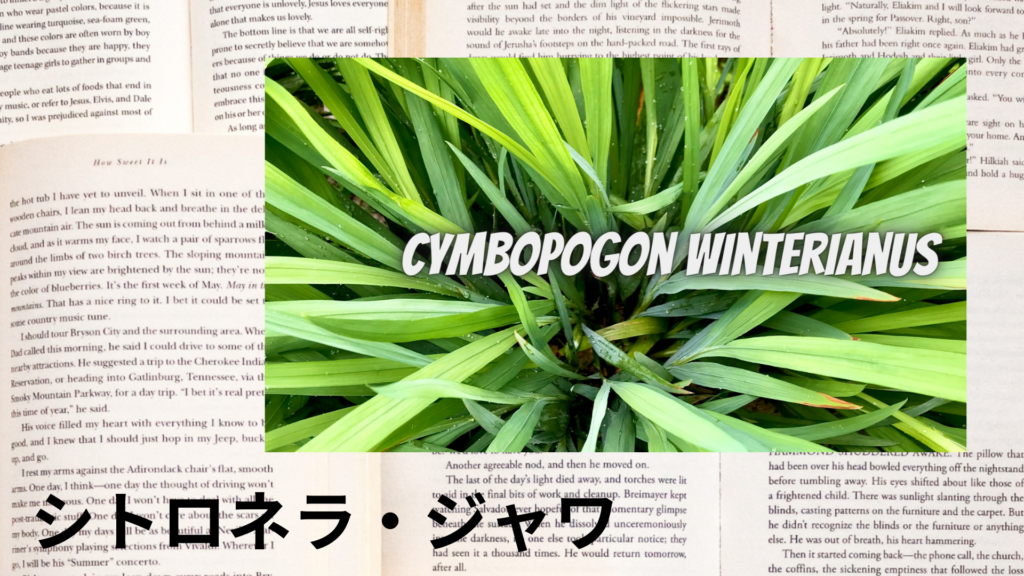 シトロネラジャワの植物素材辞典のアイキャッチ