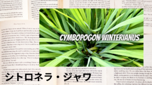 シトロネラジャワの植物素材辞典のアイキャッチ