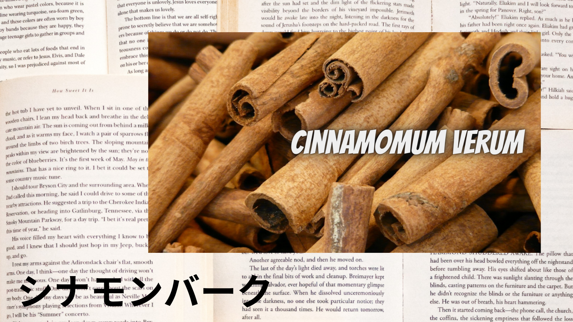 シナモンバークの植物素材辞典のアイキャッチ