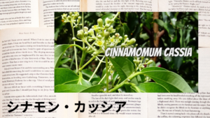 シナモン・カッシアの植物素材辞典のアイキャッチ