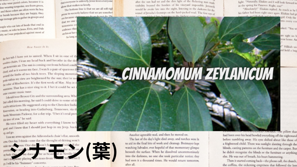 シナモン(葉)の植物素材辞典のアイキャッチ