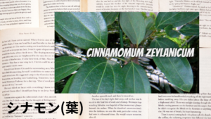シナモン(葉)の植物素材辞典のアイキャッチ