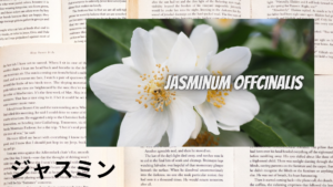 ジャスミンの植物素材辞典のアイキャッチ