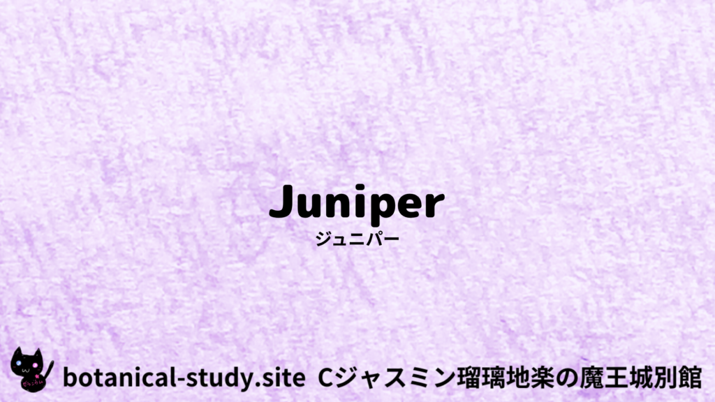 英語版ジュニパーのプチ辞典クイズのアイキャッチ