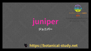 英語版ジュニパーの香りの性質辞典のアイキャッチ