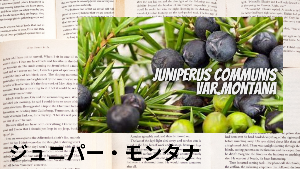 ジュニパー・モンタナの植物素材辞典のアイキャッチ