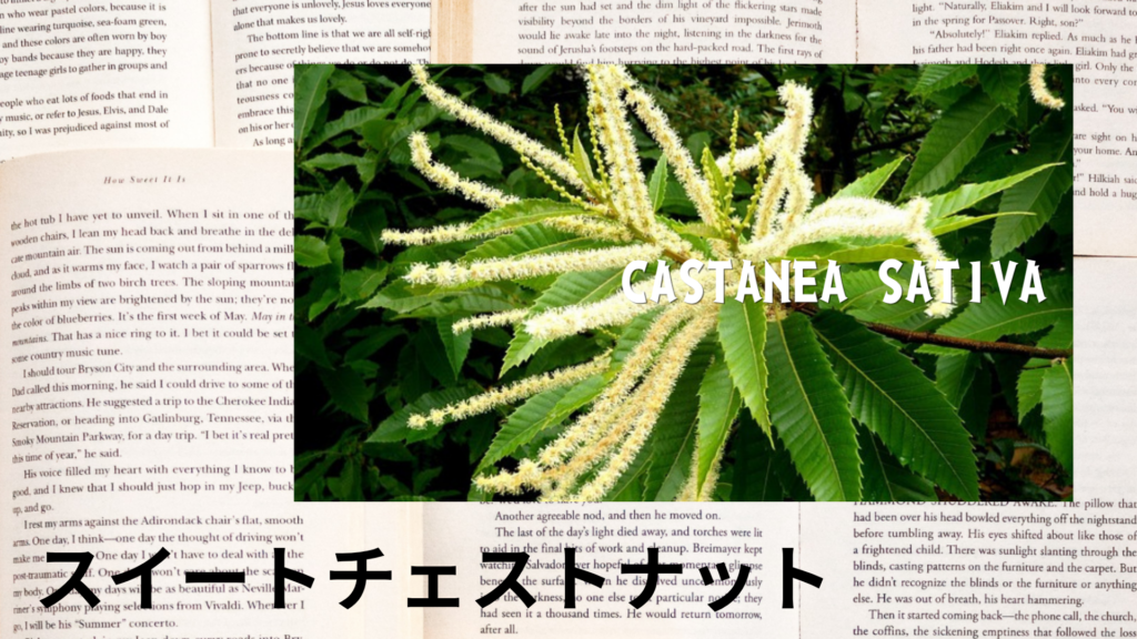スイートチェストナットの植物素材辞典のアイキャッチ
