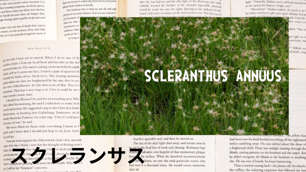 スクレランサスの植物素材辞典のアイキャッチ