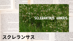 スクレランサスの植物素材辞典のアイキャッチ