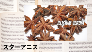 スターアニスの植物素材辞典のアイキャッチ