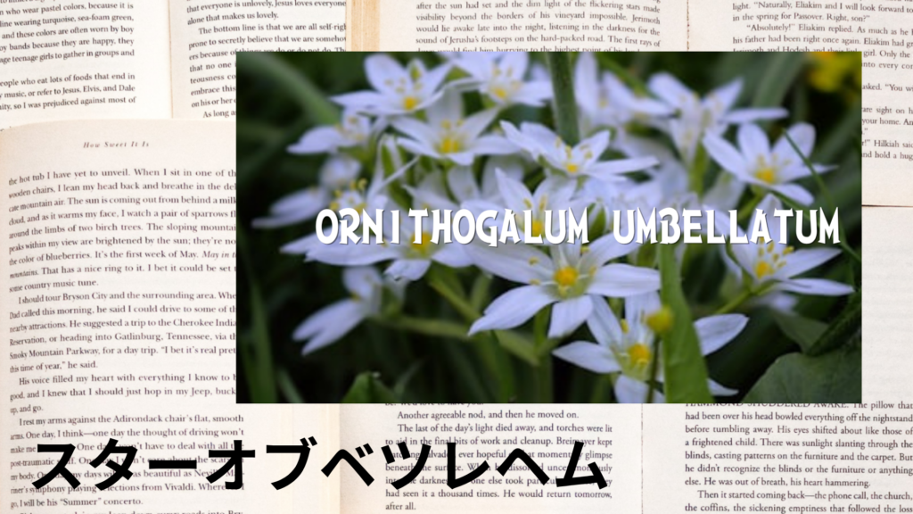 スターオブベツレヘムの植物素材辞典のアイキャッチ