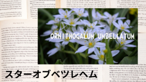 スターオブベツレヘムの植物素材辞典のアイキャッチ