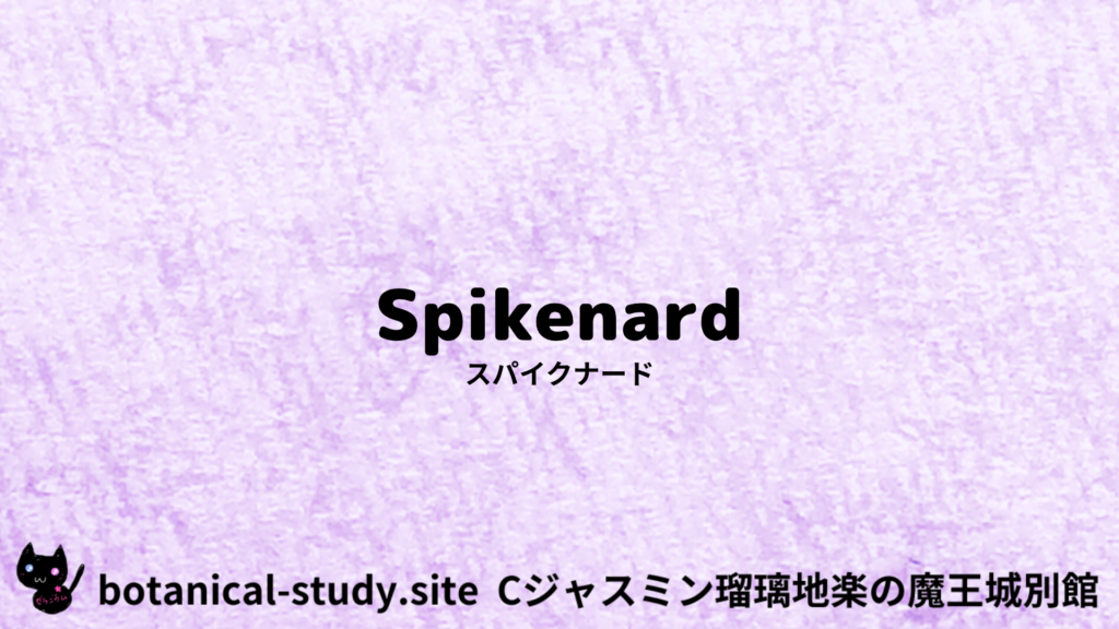 英語版スパイクナードのプチ辞典クイズのアイキャッチ