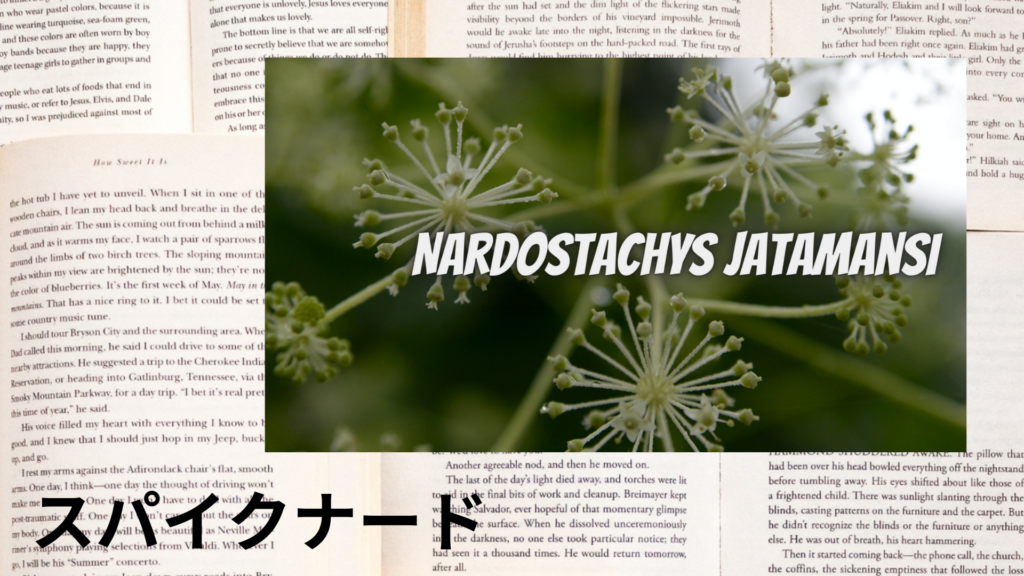 スパイクナードの植物素材辞典のアイキャッチ