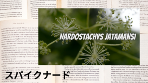 スパイクナードの植物素材辞典のアイキャッチ