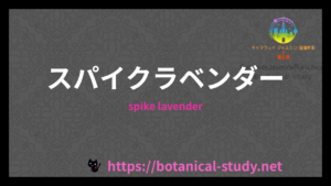 スパイクラベンダーの香りの性質辞典のアイキャッチ