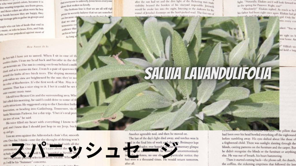スパニッシュセージの植物素材辞典のアイキャッチ