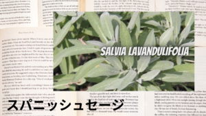 スパニッシュセージの植物素材辞典のアイキャッチ