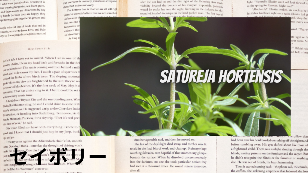 セイボリーの植物素材辞典のアイキャッチ