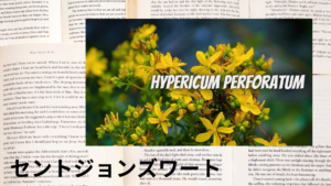 セントジョンズワートの植物素材辞典のアイキャッチ