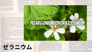 ゼラニウムの植物素材辞典のアイキャッチ