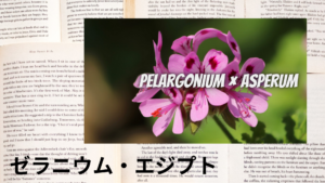 ゼラニウム・エジプトの植物素材辞典のアイキャッチ