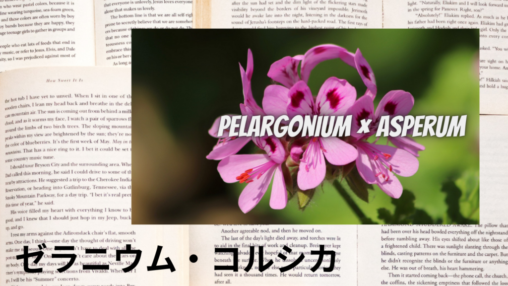 ゼラニウム・コルシカの植物素材辞典のアイキャッチ