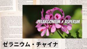 ゼラニウム・チャイナの植物素材辞典のアイキャッチ