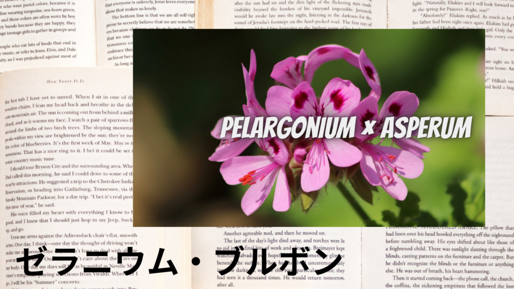ゼラニウム・ブルボンの植物素材辞典のアイキャッチ