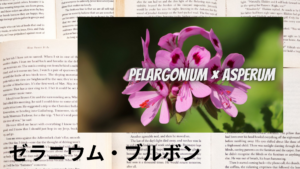 ゼラニウム・ブルボンの植物素材辞典のアイキャッチ
