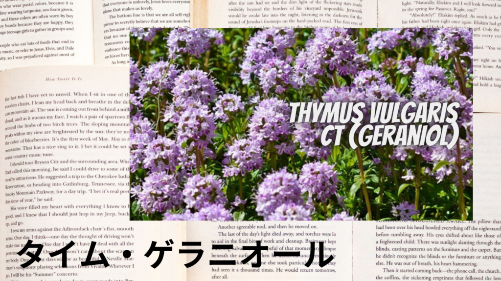 タイムゲラニオールの植物素材辞典のアイキャッチ