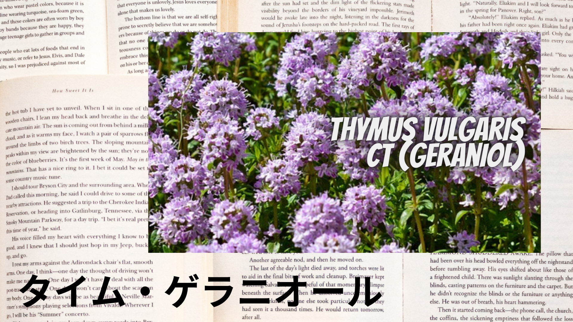 タイムゲラニオールの植物素材辞典のアイキャッチ