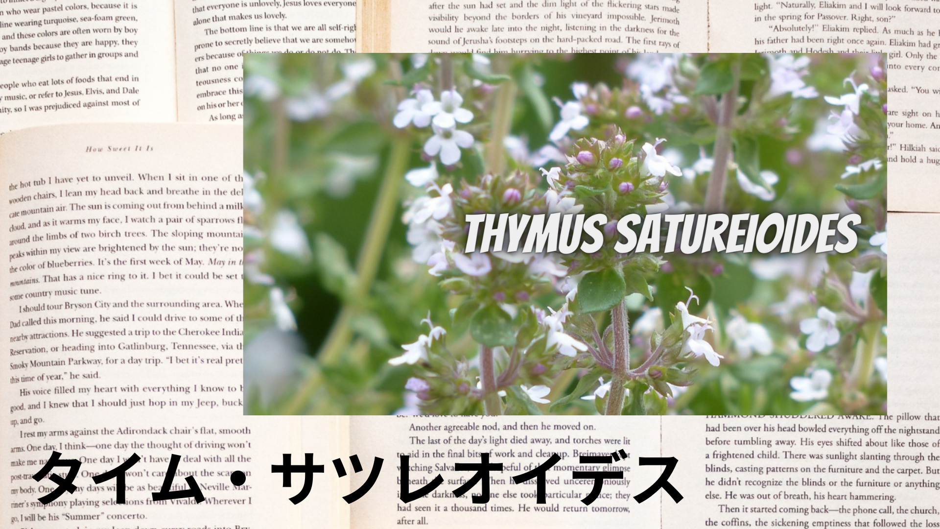 タイムサツレオイデスの植物素材辞典のアイキャッチ