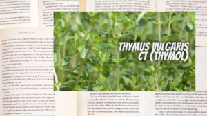 英語版タイムチモールの植物素材辞典のアイキャッチ