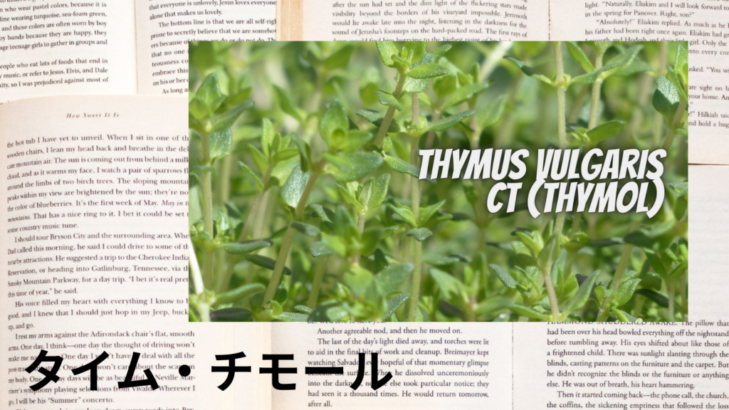 タイムチモールの植物素材辞典のアイキャッチ