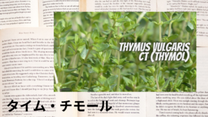 タイムチモールの植物素材辞典のアイキャッチ