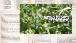 英語版タイムツヤノールの植物素材辞典のアイキャッチ