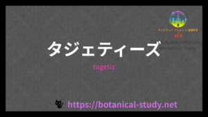 タジェティーズの香りの性質辞典のアイキャッチ